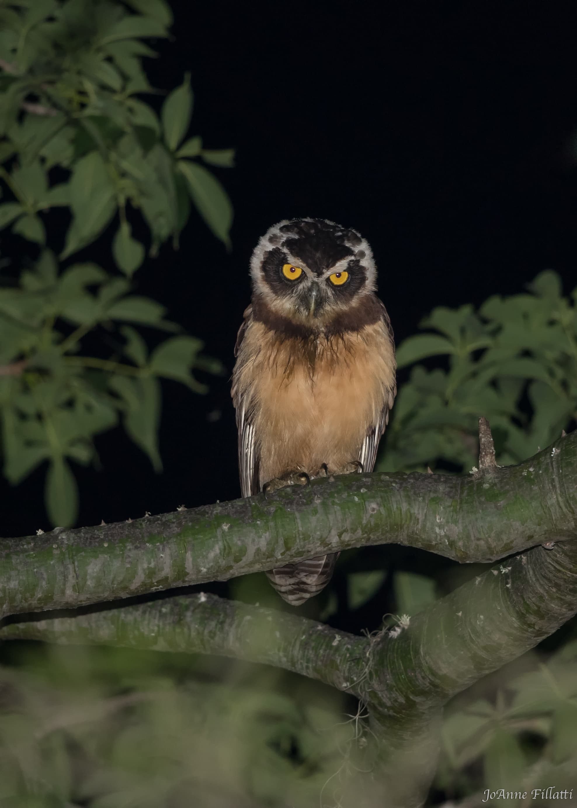 bird of ecuador image 45